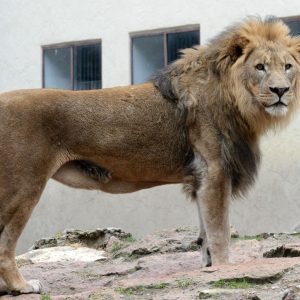Āfrikas lauva
