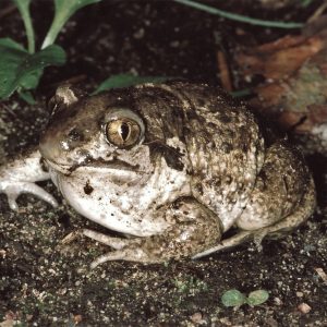 Garlic Toad