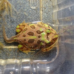 Cranwell’s Horned Frog