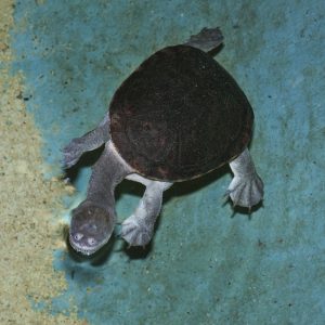 Snake-necked Turtle