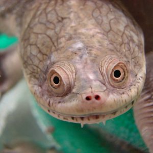 Snake-necked Turtle