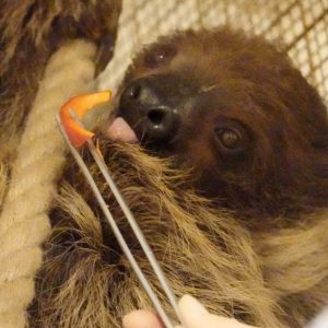 Linné’s Two-toed Sloth