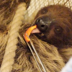 Linné’s Two-toed Sloth