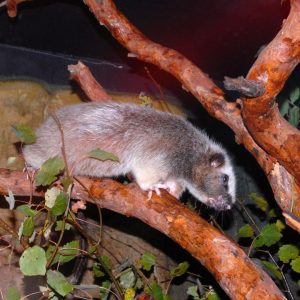 Slender-tailed Cloud Rat