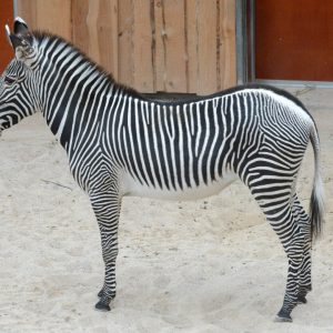 Grévy’s Zebra