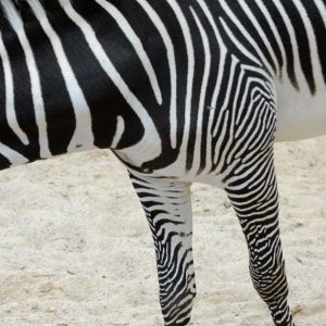 Grevi zebra