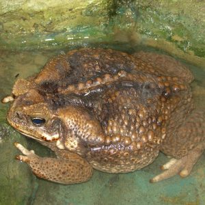Giant Marine Toad