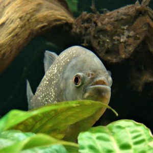 Common Piranha