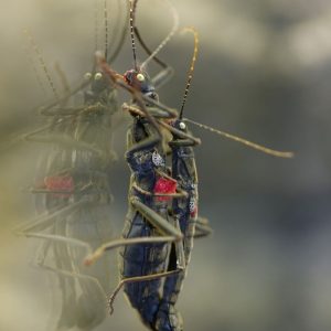 Golden-eyed Stick-insect