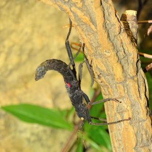 Golden-eyed Stick-insect