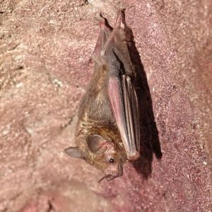Seba’s Short-tailed Bat