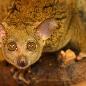 Northern Greater Galago