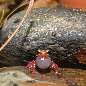 Phantasmal Poison Dart Frog