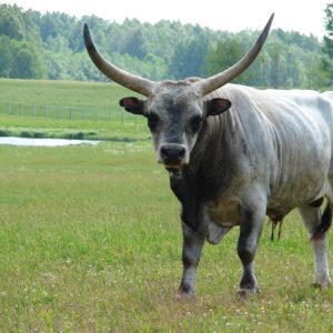 Ungārijas stepju govs