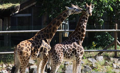 Rīgas Zoodārza žirafu meitene sagaidījusi draugu