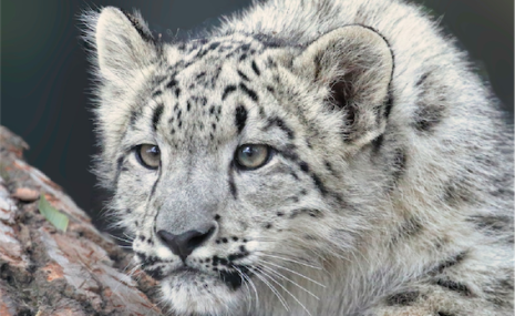 Rīgas Zoodārzs izsludinājis iepirkumu “Himalaju” būvprojekta izstrādei