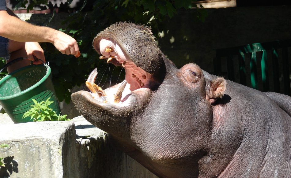 Vēro dzīvnieku barošanu!