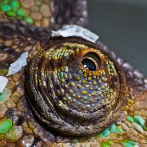 Jemenas hameleons