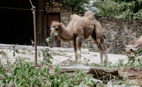 Kamielēns nosaukts par Bronzu