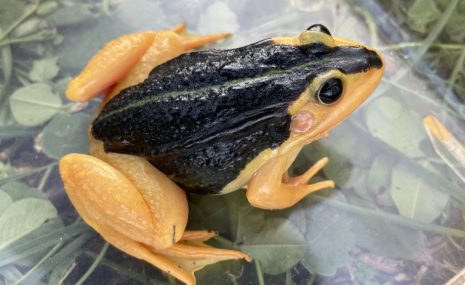 Rīgas Zoodārzā nonākusi neparastas krāsas varde