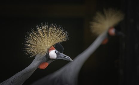 Dzīvnieku dienas 2023