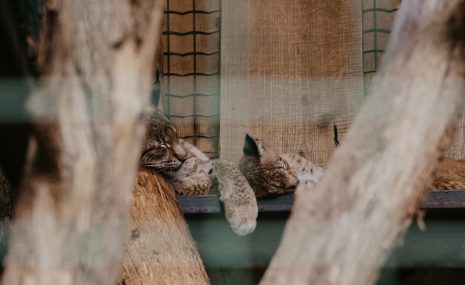Rīgas Zoodārza lūsēnus nosauc par Rūdi un Rasu