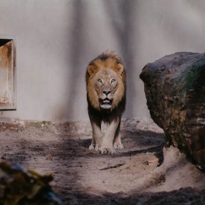 Rīga ZOO Āfrikas lauvu tēviņš Kali svin 10. dzimšanas dienu 