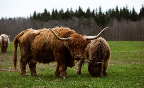 13. un 14. aprīlī Dzeņa darbnīca dodas uz filiāli “Cīruļi” 