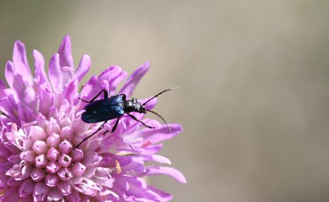 Iepazīsti ziedmīļus Siguldas pilsētas svētkos