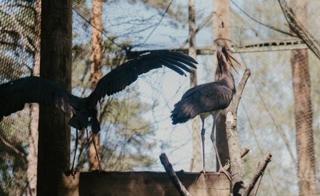 Zoodārzā uzsākta izglītības programmas izstrāde un doti vārdi melnajiem stārķiem