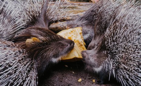 Vēro dzīvnieku barošanu ik dienu visu vasaru!