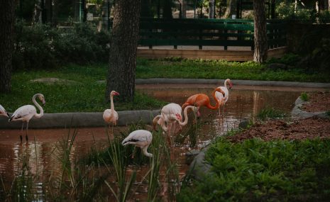 Rīgas Zoodārza flamingi iepazīst jauno āra voljēru