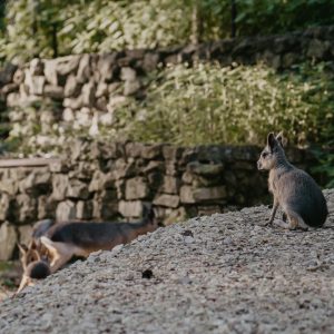 Patagonijas mara