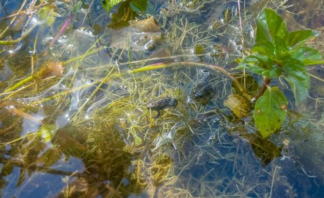 Rīgas Zooloģiskā dārza speciālisti izlaiž dabā smilšu krupju mazuļus 