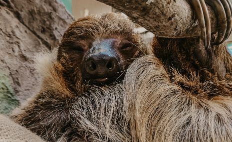 Arī otrs no sliņķiem ieguvis krustvecākus