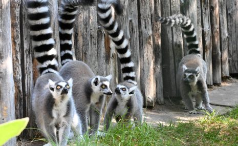 Kļūsti par dzīvnieka krustvecāku “Melnbaltajā piektdienā”!