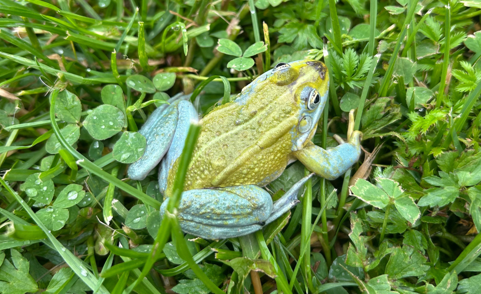 Meklējam mutantus Latvijā! 