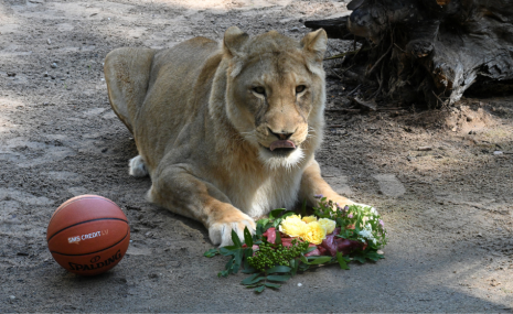 Rīga ZOO dzīvniekiem jauni krustvecāki! 