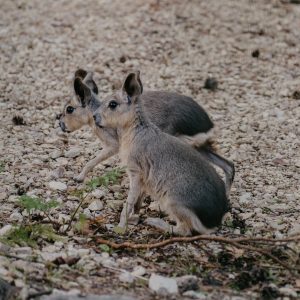 Patagonijas mara