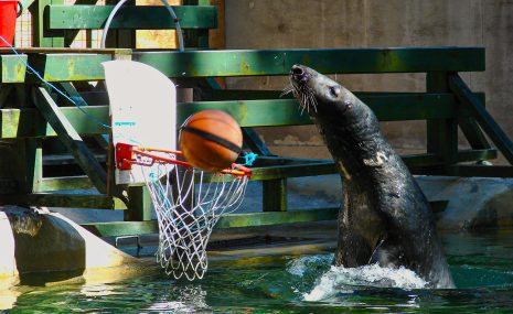 Basketbola fani – arī Rīga ZOO!