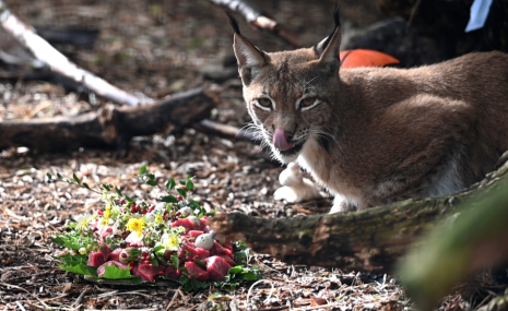 Lūsēna vārda došanas svētki