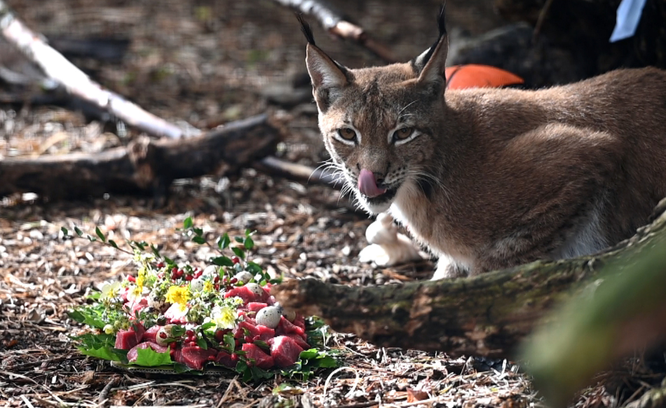 Lūsēna vārda došanas svētki