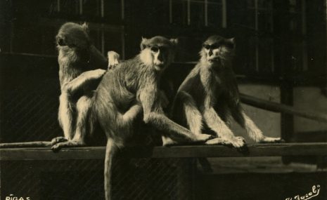 Rīgas Zooloģiskais dārzs svin 113. gadadienu