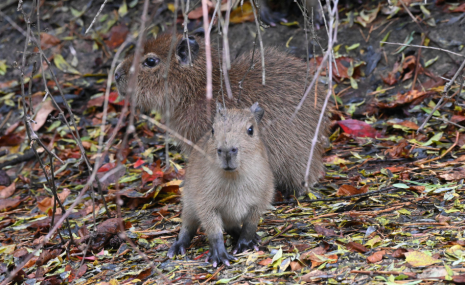 Drīzumā tiešraidē varēs vērot piecus kapibaru mazuļus 