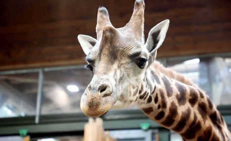 Rīgas zoodārzā pirmo reizi notikušas Krustvecāku dienas