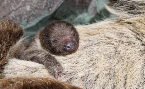 Rīga ZOO piedzimis sliņķu mazulis!