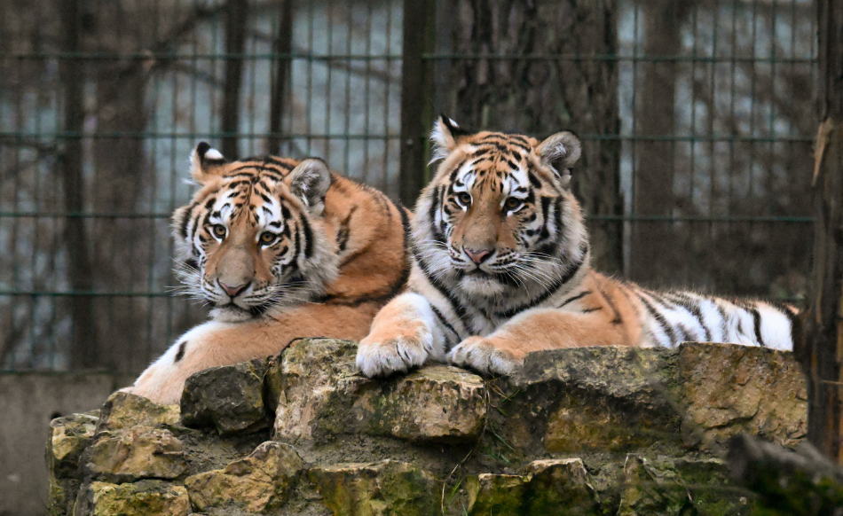 Amūras tīģeru meitenēm Safīrai un Augustei – viens gads!
