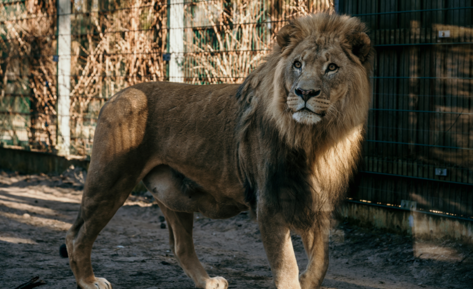 Krustvecāku programma Rīga ZOO
