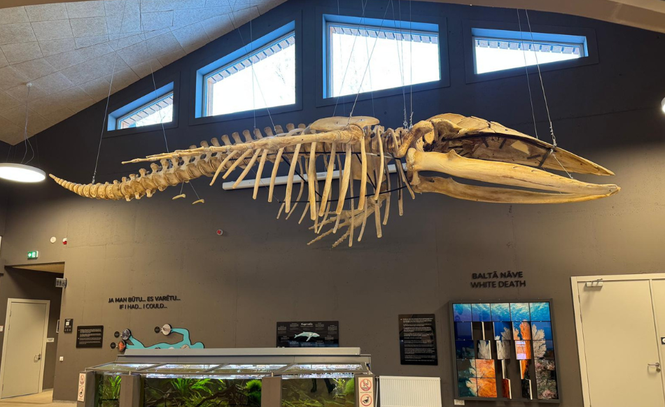 Rīga ZOO atklāta jauna ekspozīcija – kuprvaļa skelets “Zinarium” griestos