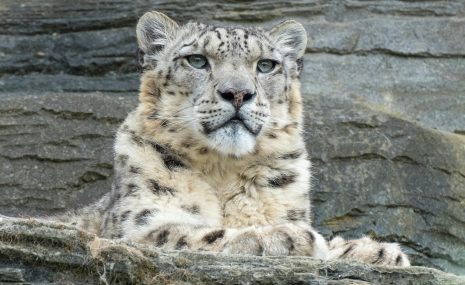 Apvienošanās ar Rīgas mežiem stiprinās Rīga ZOO attīstības iespējas